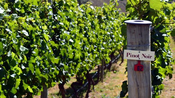 Love Pinot Noir? Take The Road Less Travelled.
