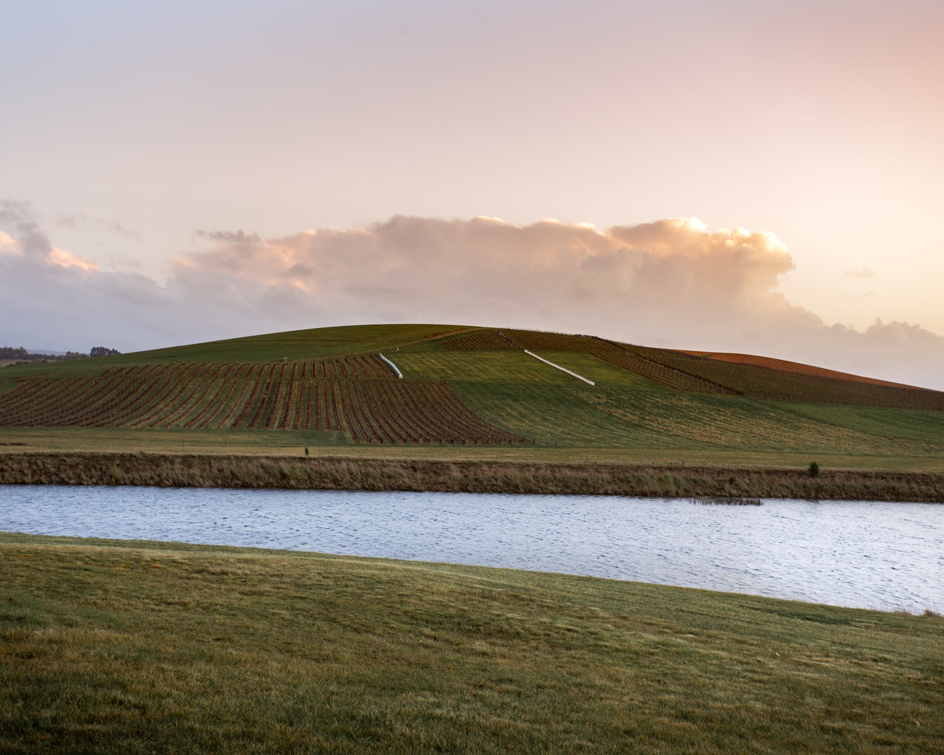 Jansz Vineyard