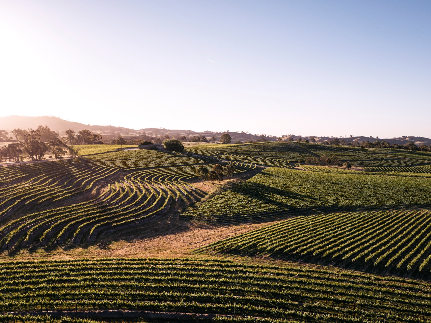 Vineyard Recoloured ()