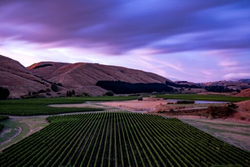 Te Muna Vineyard