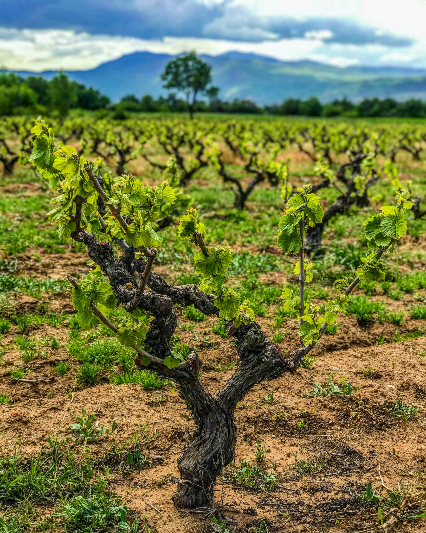 Old vines
